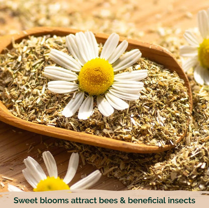 KVITER 2,500 German Chamomile Seeds for Planting (Matricaria Chamomilla/Recutita) – Heirloom & Non-Gmo Medicinal Herb Seeds, Flowers for Remedies & Chamomile Tea Organic – Indoors/Outdoors Herb Garden