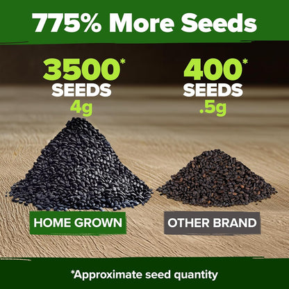 HOME GROWN Genovese Basil Seeds 2 Pack - 3500 𝗡𝗢𝗡-𝗚𝗠𝗢 𝗨𝗦𝗔 Heirloom Basil Seeds for Planting (Ocimum basilicum) - Herb Seeds for Indoor & Outdoor Gardening - Grow for Culinary Use