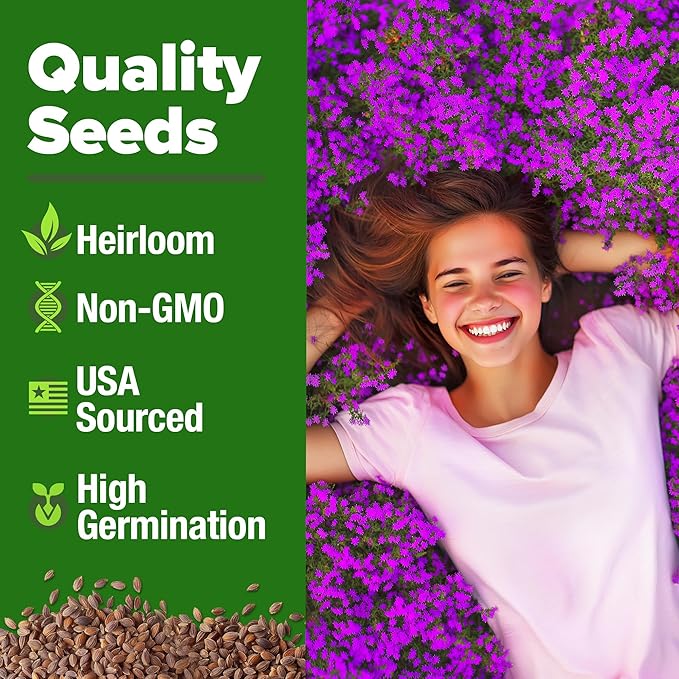 HOME GROWN Purple Creeping Thyme Seeds – Non-GMO Ground Cover Flowers – 22000+ Edible Herb Seeds for Planting Lawns & Paths – 3g Perennial Thymus serpyllum