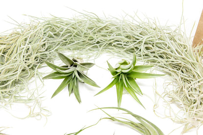 10 Pack Grab Bag Air Plants Gift Wrapped with Tillandsia Usneiodes Spanish Moss - Live Tillandsia - Easy Care House Plant - Succulents - 30 Day Guarantee