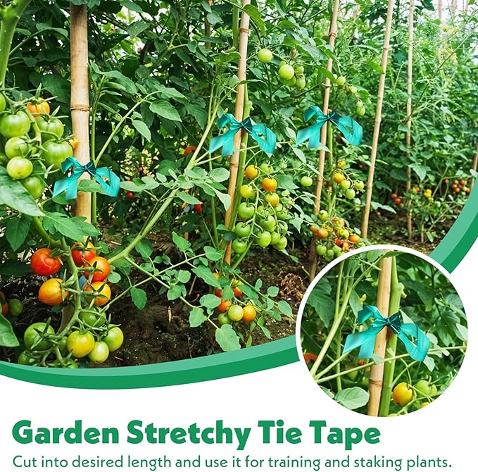 24 Pcs Stretch Tie Tape, 150 Feet x 1/2" Wide Reusable Garden Plant Ties Green Tapes for Plants, Thick Garden Vinyl Stake Ribbon for Branches Flowers Tomatoes Indoor/Outdoor/Greenhouse