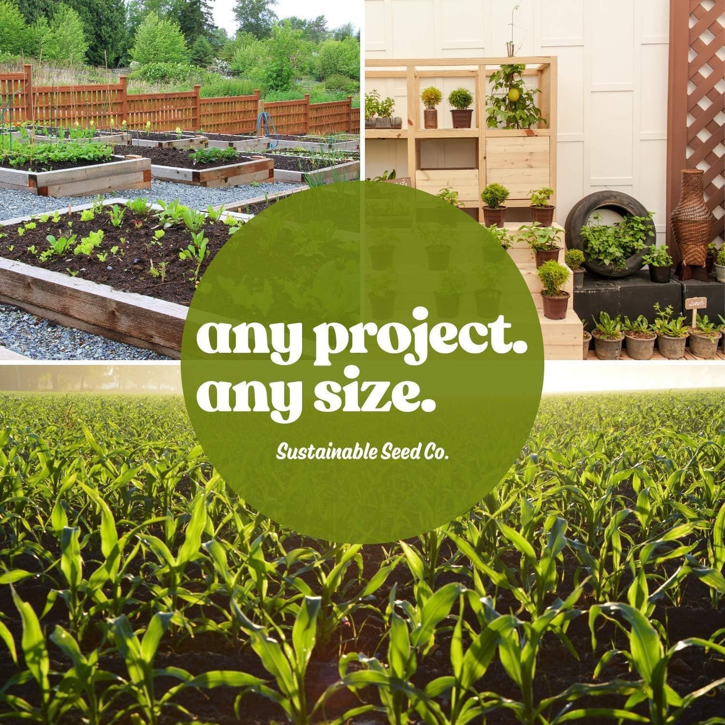 Thai Ornamental Hot Pepper 1 Oz ~12,000 Seeds – Non-GMO, Heirloom, Open-Pollinated – 50K–100K SHU – Compact, Upright Plants – Edible & Decorative – Heat-Tolerant