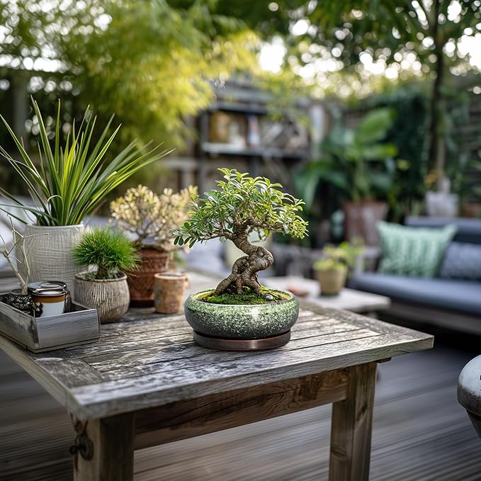 Succulent Pots 6 Inch - Ceramic Bonsai Pots with Drainage Hole and Saucer, Succulent Planters for Indoor Outdoor, Small Shallow Planter, Round Cactus Pot, Room Decor, Plant Lover Gift, Green