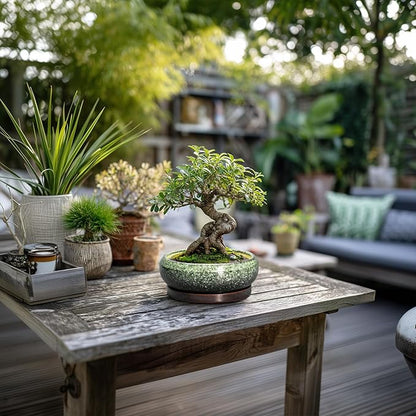 Succulent Pots 6 Inch - Ceramic Bonsai Pots with Drainage Hole and Saucer, Succulent Planters for Indoor Outdoor, Small Shallow Planter, Round Cactus Pot, Room Decor, Plant Lover Gift, Green