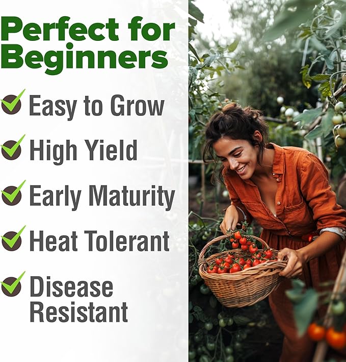 HOME GROWN Large Red Cherry Tomato Seeds Pack– 500 High Germination Heirloom Seeds – 𝗡𝗢𝗡-𝗚𝗠𝗢 𝗨𝗦𝗔 Vegetable Seeds for Garden,Homestead & Self-Sufficient Growing(Solanum lycopersicum)