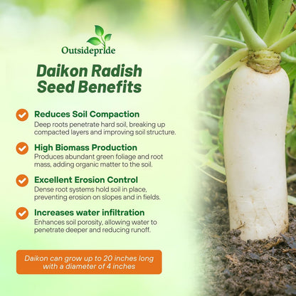 Outsidepride Annual Daikon Radish Seeds - 1 oz. Chinese, Japanese, & Oriental Radish Seeds for Soil Health, Erosion Control, & Soil Aeration - Ideal for Gardens, Cover Crops, Pastures, & Food Plots