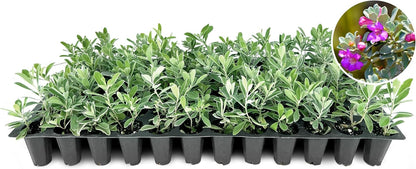 Texas Sage | 3 Live Plants | Leucophyllum frutescens | Drought-Tolerant Shrub for Landscaping | Hardy Evergreen with Silver Foliage and Purple Blooms