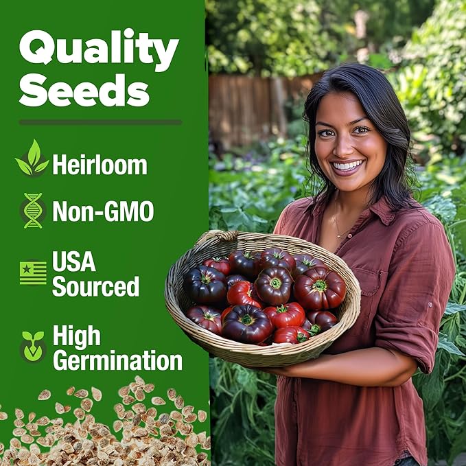 HOME GROWN 𝗨𝗦𝗔 𝗣𝗥𝗘𝗠𝗜𝗨𝗠 Cherokee Purple Tomato Seeds 1 Pack (Solanum lycopersicum) - 106 Seeds, 𝗡𝗢𝗡-𝗚𝗠𝗢 Tomato for Planting - Heirloom Vegetable Seeds with High Germination Rate