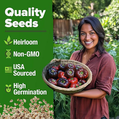 HOME GROWN 𝗨𝗦𝗔 𝗣𝗥𝗘𝗠𝗜𝗨𝗠 Cherokee Purple Tomato Seeds 1 Pack (Solanum lycopersicum) - 106 Seeds, 𝗡𝗢𝗡-𝗚𝗠𝗢 Tomato for Planting - Heirloom Vegetable Seeds with High Germination Rate