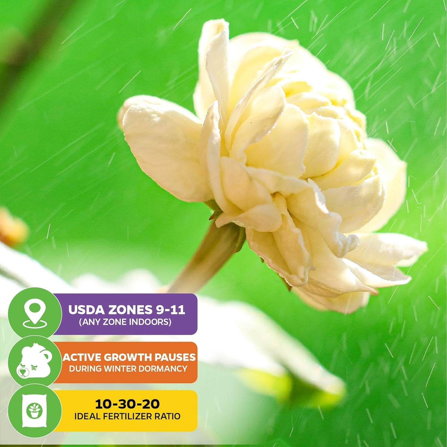 Grand Duke of Tuscany (Arabian Jasmine) - Jasminum sambac by Wellspring Gardens - Starter Plant - Fragrant Large Blooms, Grow Outdoors on Patio or Indoors in a Pot