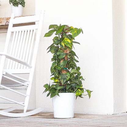 United Nursery Golden Pothos Totem – 10-Inch Pot – 38–42” Tall – Indoor Climbing Houseplant with Heart-Shaped Variegated Leaves – Easy-Care, Air-Purifying Tropical Plant for Home or Office Decor