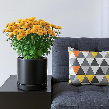 D'vine Dev Set of 2 Plants Pots, 6.5 Inch Ceramic Planter Pot for Plants with Drainage Hole and Saucer, Black, 94-V-C-2