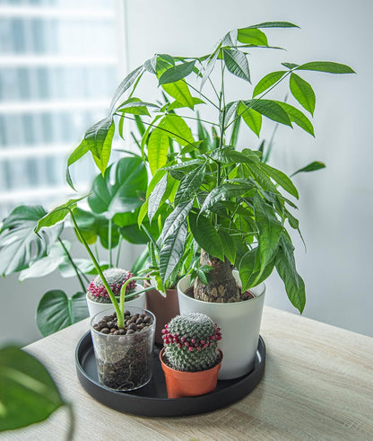 Phoenix Vine 14 Inch Plastic Plant Saucer Water Drip Tray, Heavy Sturdy Round Plant Drainage Tray for Indoors Outdoor, Matte Black, 21-TY-14B-1