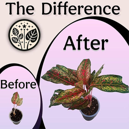 Craft Organic Houseplant Potting Mix, Elite House Plant Soil, Chunky, Well Draining Potting Soil for All Indoor Plants, Tropical Plants & Flowers, Sustainable & Peat Free, Less Prone to Gnats, 2QT