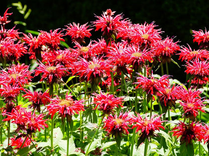 Greenwood Nursery: Live Perennial Plants - Bee Balm Jacob Cline + Monarda Didyma - [Qty: 2X Pint Pots] - (Click for Other Available Plants/Quantities)