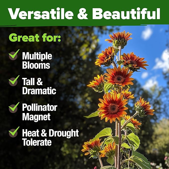 HOME GROWN 𝗨𝗦𝗔 𝗣𝗥𝗘𝗠𝗜𝗨𝗠 Autumn Beauty Sunflower Seeds to Plant 40 Heirloom Non-GMO Sunflower Seeds for Planting Blooms for Pollinator Support, and Ornamental Flower Garden (Helianthus annuus)