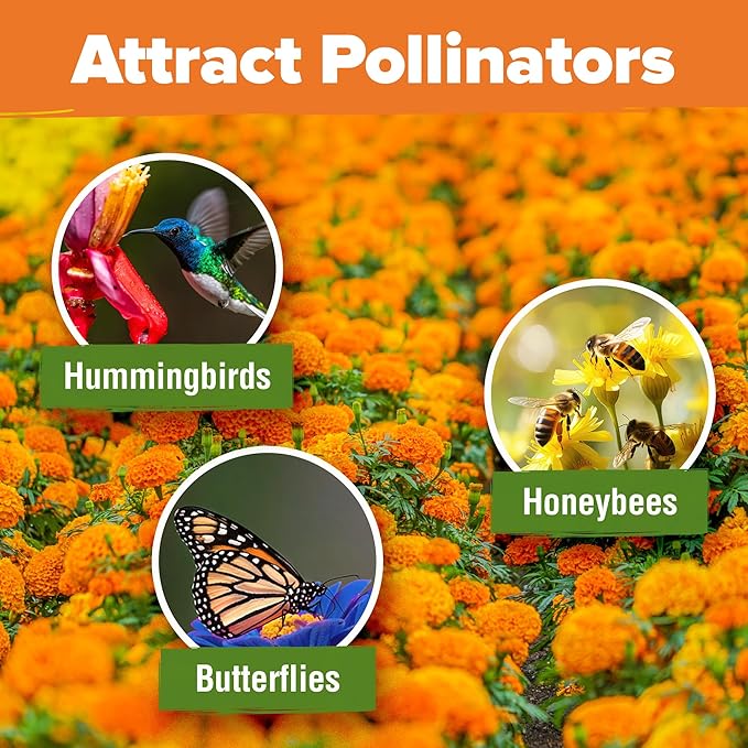 HOME GROWN Crackerjack Marigold Seeds 2.05oz - 15,000 Flower Seeds Planting Outdoor, Large Bulk Pack, 𝗡𝗢𝗡-𝗚𝗠𝗢 𝗨𝗦𝗔 Sourced, High Germination, Companion Planting, Orange (Tagetes erecta)