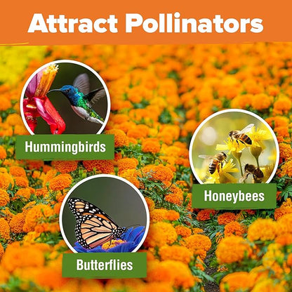 HOME GROWN Crackerjack Marigold Seeds 2.05oz - 15,000 Flower Seeds Planting Outdoor, Large Bulk Pack, 𝗡𝗢𝗡-𝗚𝗠𝗢 𝗨𝗦𝗔 Sourced, High Germination, Companion Planting, Orange (Tagetes erecta)