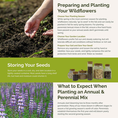 Eden Brothers Lupine Flower Mixed Seeds for Planting, 1 lb, 480,000+ Seeds with Russell, Arroyo, Yellow, Sky Lupine | Attracts Pollinators, Plant in Spring or Fall, Zones 3, 4, 5, 6, 7, 8, 9, 10