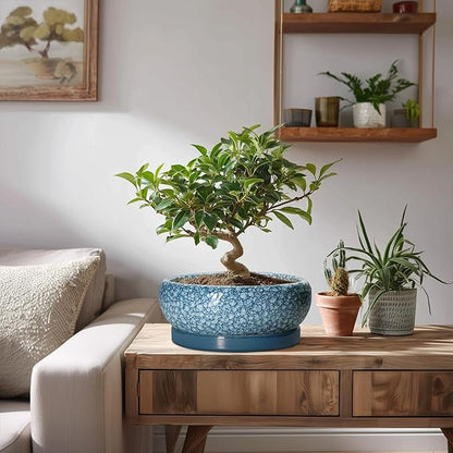 Ceramic Bonsai Pots - 8 Inch Succulent Planters Indoor Outdoor, Bonsai Planters with Drainage Hole and Saucer, Shallow Planter, Round Planter Bowl, Home Decor, Gifts for Plant Lovers, Blue