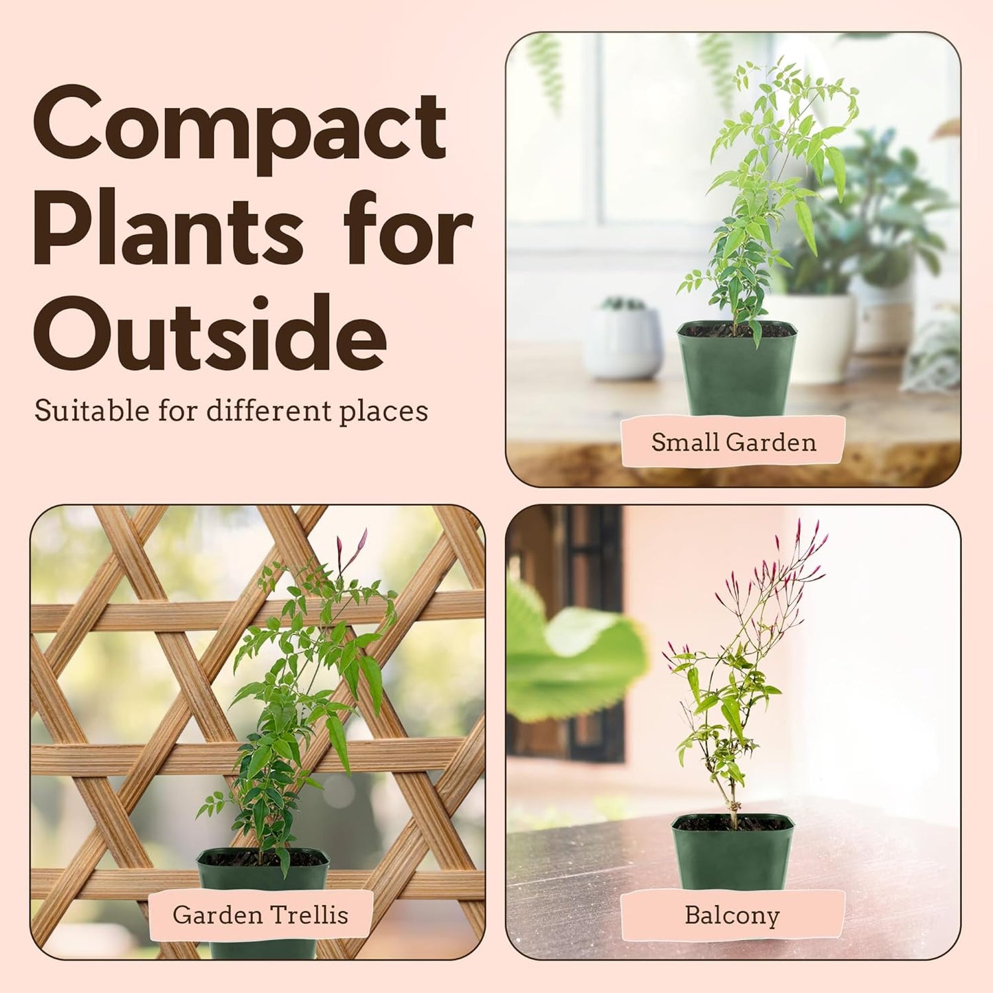 Generic Mini Pink Jasmine Vine, Fragrant and Live Houseplant, 2 Inch Pot, Jasminum Polyanthum (1) Just pruned