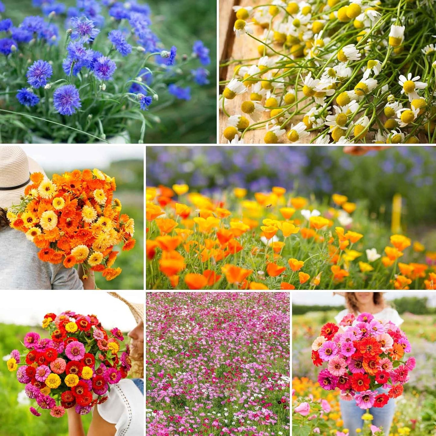 Eden Brothers Field Day Flower Mixed Seeds for Planting, 1 lb, 480,000+ Seeds with Zinnia Lilliput, Calendula Mix | Attracts Pollinators, Plant in Spring or Fall, Zones 3, 4, 5, 6, 7, 8, 9, 10