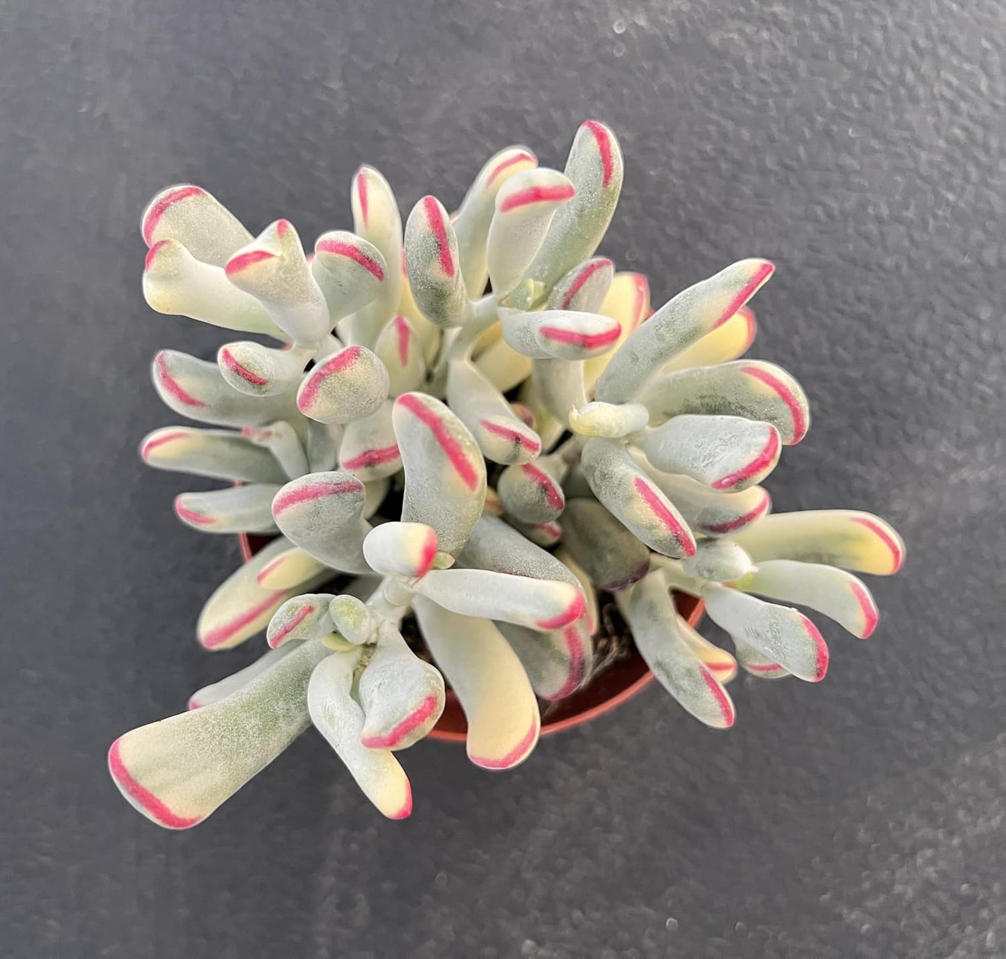 Sprout N Green Cotyledon Orbiculata cv. Long Leaf Variegated, Rare Live Succulent Plant Fully Rooted in 4" Planter with Soil, Home Office Indoor Outdoor Wedding Decoration DIY Projects Party Favor