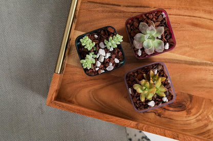 rePotme Slow Release Succulent & Cactus Food | Feed ME! Time Release Fertilizer (11-10-11) | Feed Your Plants Automatically, Apply Once Every 6 Months