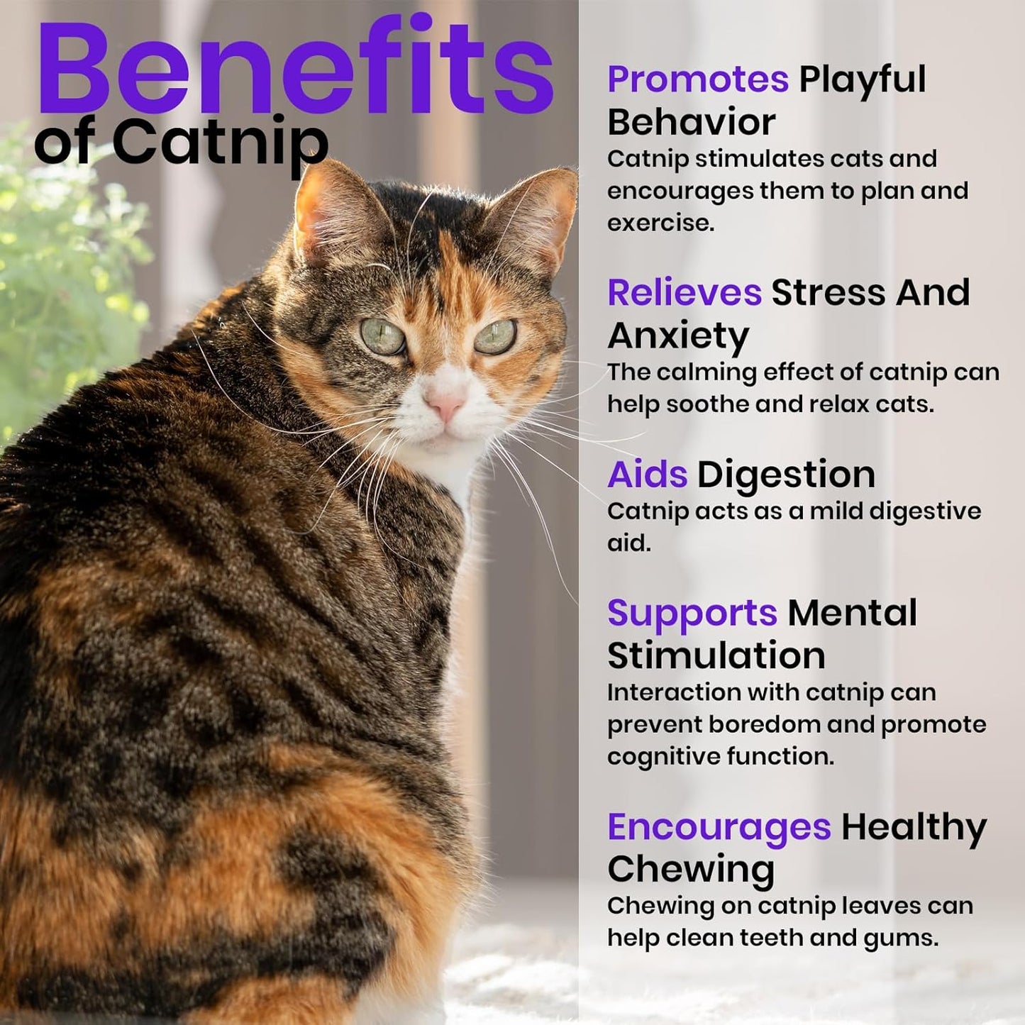 NatureZ Edge Catnip Seeds for Planting, 2.6 Grams, 4400+ Herb Seeds, Indoor or Outdoor Growing, Your Cat Will Love Them, Non-GMO