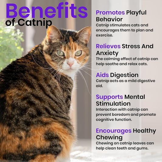 NatureZ Edge Catnip Seeds for Planting, 2.6 Grams, 4400+ Herb Seeds, Indoor or Outdoor Growing, Your Cat Will Love Them, Non-GMO