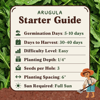 Seedboy Organic Arugula 'Slow Bolt' Seeds for Planting Indoor and Outdoor, Non-GMO and USDA Certified Herb Seed Packet for Hydroponic Garden Indoor or Planting Outdoors (Slow Bolt Arugula)