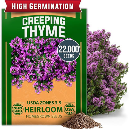 HOME GROWN Purple Creeping Thyme Seeds – Non-GMO Ground Cover Flowers – 22000+ Edible Herb Seeds for Planting Lawns & Paths – 3g Perennial Thymus serpyllum