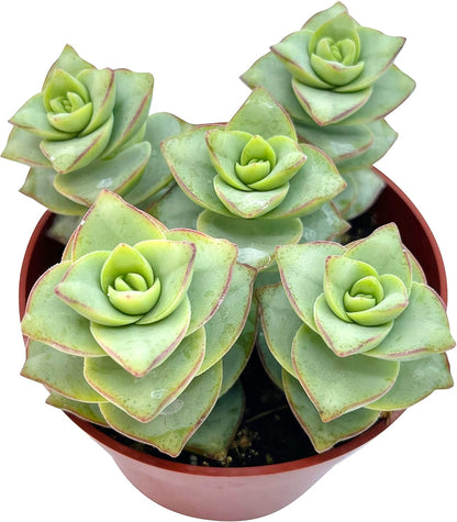 Live Succulent 4" Crassula Perforata Ivory Towers, Succulents Plants Live Fully Rooted House Plant for Home Office Decoration, DIY Projects by The Succulent Cult