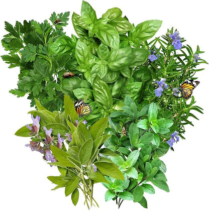 Seed Needs, Italian Herb Seed Packet Collection (5 Individual Seed Varieties for Planting) Non-GMO & Untreated - Oregano, Basil, Rosemary, Sage and Parsley