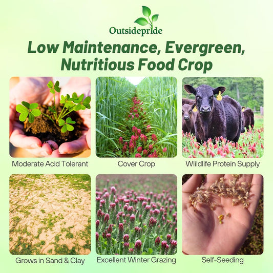 Outsidepride Crimson Clover Seeds - 40 lbs. Annual, Nitrocoated, & Inoculated Ground Cover Seeds, Ideal Clover Seed for Lawn, Cover Crop, Pasture, Hay, Green Manure & Wildlife Forage