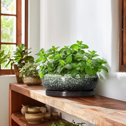 Bonsai Pots 10 Inch - Ceramic Pots for Plants Indoor Outdoor, Succulent Pot with Drainage Hole and Saucer, Large Bonsai Planter, Round Shallow Planter, Office Decor, Gardening Gift, Green