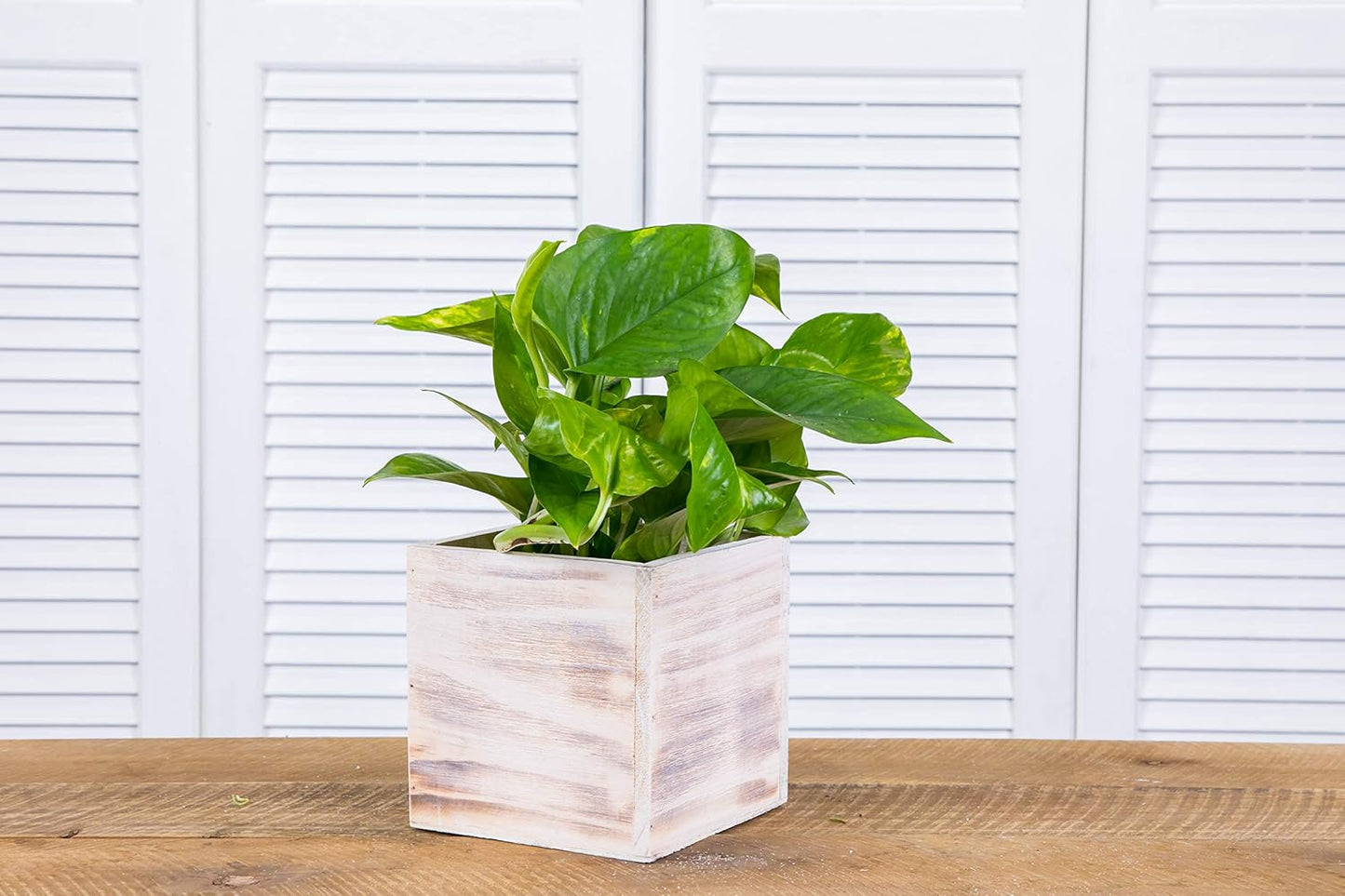 Wooden Planter Box, Rustic Whitewash with Plastic Liner l Garden Decor l Restaurant and Wedding Decorations l Wedding Bouquets, Table Centerpiece (5x5 Set of 4, Whitewash)