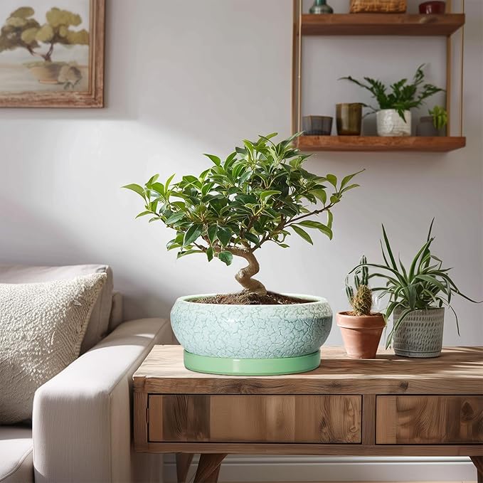 Bonsai Pots Ceramic - 8 Inch Succulent Pots Indoor Outdoor, Shallow Planters with Drainage Hole and Tray, Ceramic Planter Bowl, Round Planter, Apartment Decor, Gifts for Plant Lovers, Green