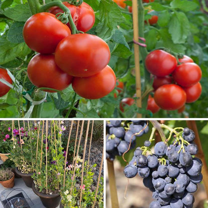 SWANGSA 40 Pack Bamboo Stakes for Plant 6 Feet,Bamboo Sticks Garden Plant Support Stakes Poles with 200pcs Twist Ties for Tomatoes, Beans, Flowers, Trees, Indoor and Outdoor Climbing Plants