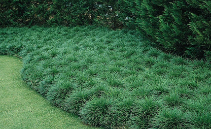 Mondo Grass - 20 Live Plants - Ophiopogon Japonicus - Live Evergreen Groundcover Plants - Shade Loving