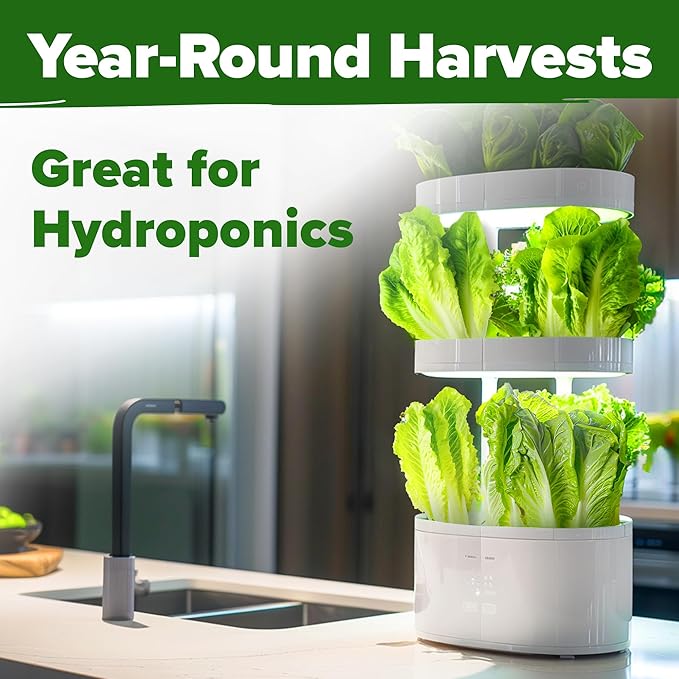 HOME GROWN 𝗨𝗦𝗔 𝗣𝗥𝗘𝗠𝗜𝗨𝗠 Parris Island Romaine Lettuce 3,500+ High Germination Heirloom 𝗡𝗢𝗡-𝗚𝗠𝗢 Lettuce for Planting Crisp Heads for Garden & Hydroponics, Indoor Outdoor (Lactuca Sativa)