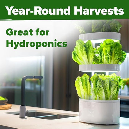 HOME GROWN 𝗨𝗦𝗔 𝗣𝗥𝗘𝗠𝗜𝗨𝗠 Parris Island Romaine Lettuce 3,500+ High Germination Heirloom 𝗡𝗢𝗡-𝗚𝗠𝗢 Lettuce for Planting Crisp Heads for Garden & Hydroponics, Indoor Outdoor (Lactuca Sativa)