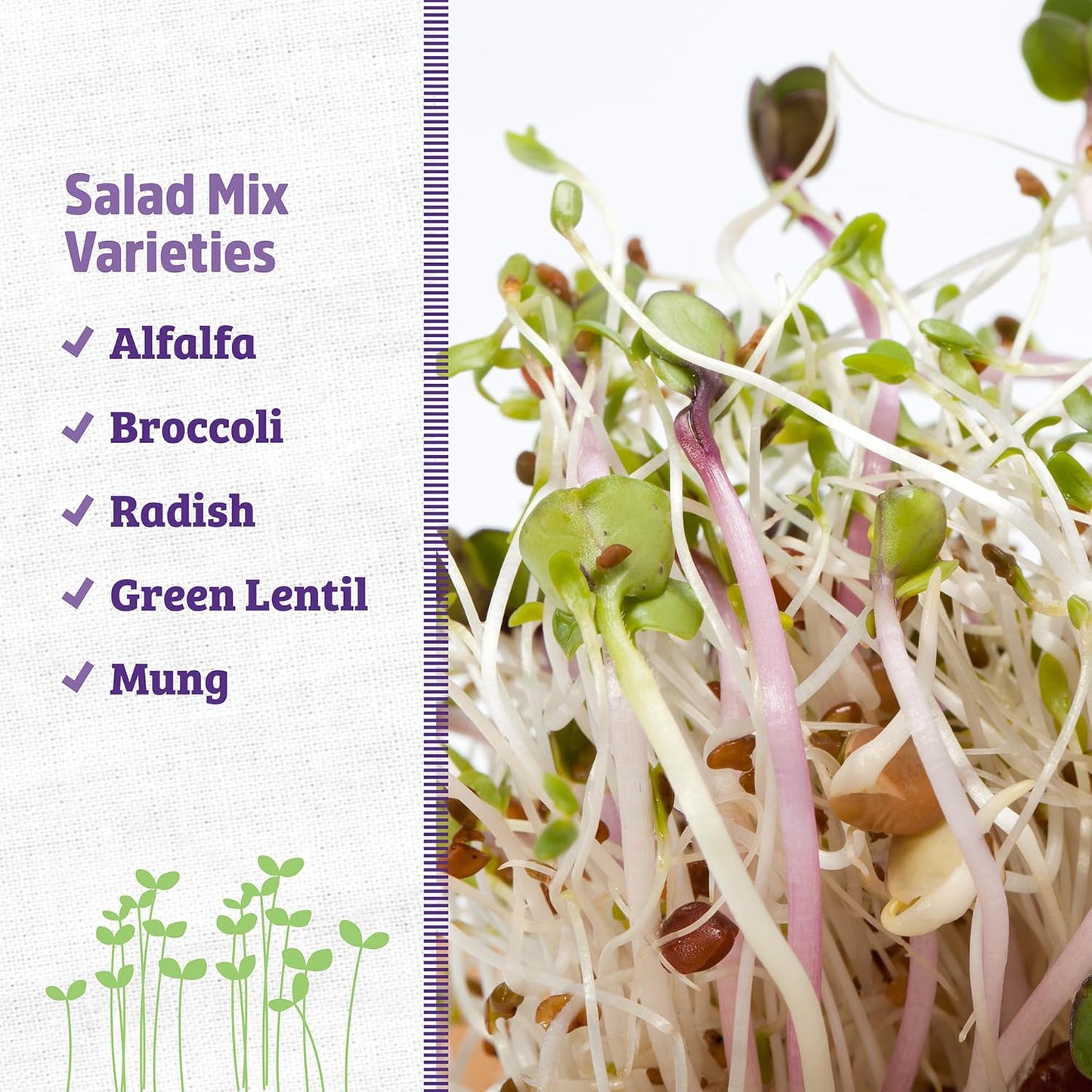 Back to the Roots 100% Organic 5-Part Salad Seeds | 1 Pound Non-GMO | Nutrient Dense, Easy to Grow, Rich in Fiber