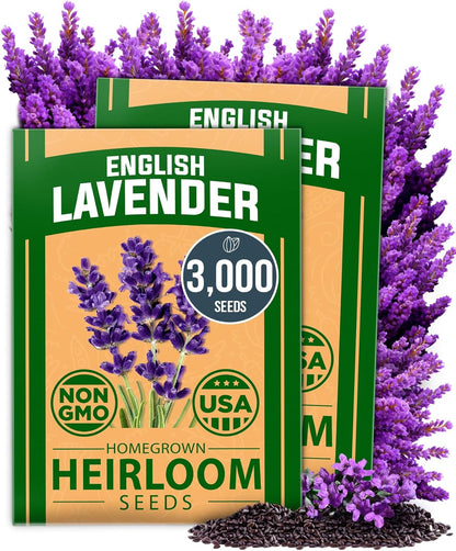HOME GROWN 𝗨𝗦𝗔 𝗣𝗥𝗘𝗠𝗜𝗨𝗠 English Lavender Seeds 2 Pack 3000 𝗡𝗢𝗡-𝗚𝗠𝗢 Wildflower Seed, for Planting Indoor Outdoor High Germination Flower Seeds (Lavandula antustifolia)