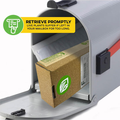 Grand Duke of Tuscany (Arabian Jasmine) - Jasminum sambac by Wellspring Gardens - Starter Plant - Fragrant Large Blooms, Grow Outdoors on Patio or Indoors in a Pot