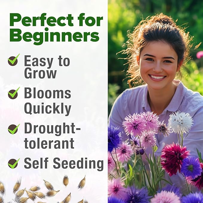 HOME GROWN Bachelor Button Flower Seeds Tall Mix – 700+ Cornflower Heirloom Seeds for Planting - Quick Blooming, Non-GMO, Pollinator Friendly, Easy to Grow Wildflowers – USA Grown (Centaurea cyanus)