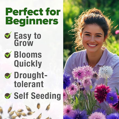HOME GROWN Bachelor Button Flower Seeds Tall Mix – 700+ Cornflower Heirloom Seeds for Planting - Quick Blooming, Non-GMO, Pollinator Friendly, Easy to Grow Wildflowers – USA Grown (Centaurea cyanus)