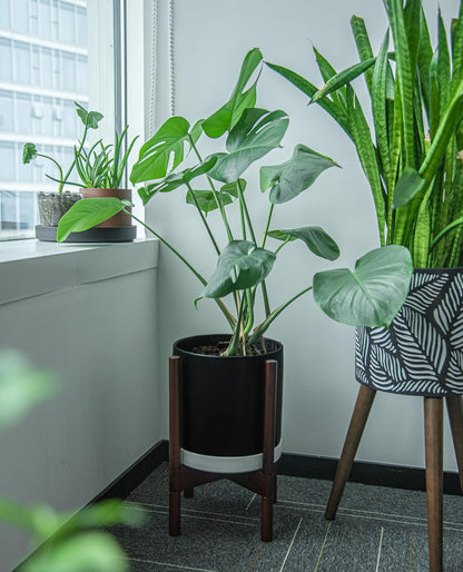 Phoenix Vine 10 Inch Plastic Plant Saucer Water Drip Tray, Heavy Sturdy Round Plant Drainage Tray for Indoors Outdoor, Matte White, 21-TY-10W-1