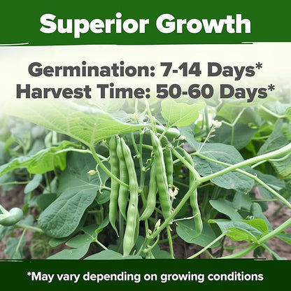 HOME GROWN 𝗨𝗦𝗔 𝗣𝗥𝗘𝗠𝗜𝗨𝗠 Contender Bush Bean Pack - 28 𝗡𝗢𝗡-𝗚𝗠𝗢 Heirloom Green Beans, Vegetable Seeds for Planting, Emergency Food Supply (Phaseolus vulgaris)