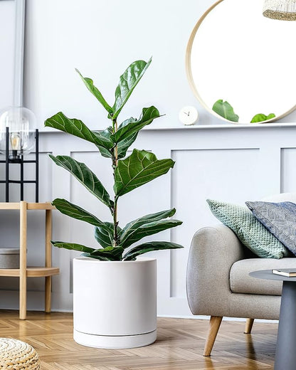 D'vine Dev 12 Inch Ceramic Planter Pot with Drainage Hole and Saucer, Indoor Cylinder Round Planter Pot, White, 94-O-F-1